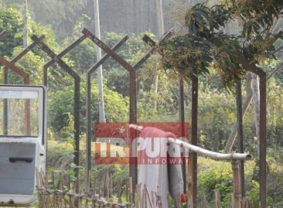 Maximum areas along Indo-Bangla border at Tripura not properly fenced: massive drugs, smuggling spikes up